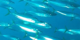  Salidas de pesca de caballa 